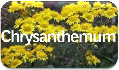 Chrysanthemum-oil-extraction