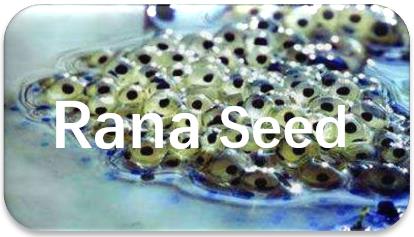 rana-seed-oil-extraction